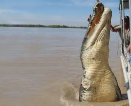 Австралия, отдых среди крокодилов.