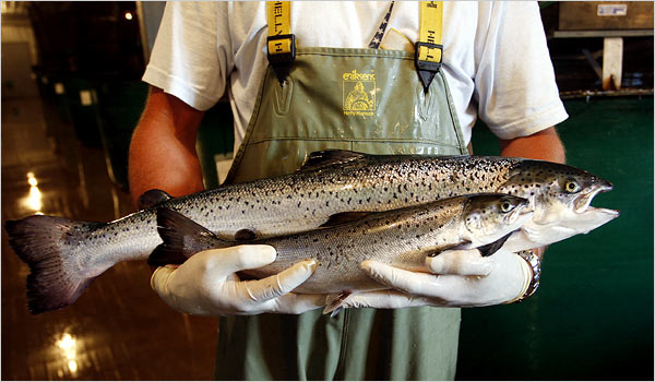 Генетически модифицированный лосось вскоре появится на прилавках супермаркетов Великобритании.