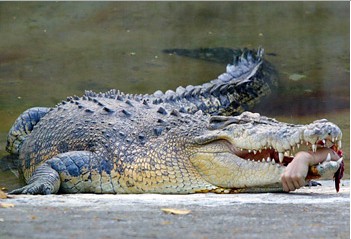 Австралия. Искупаться и закончить жизнь в пасти крокодила.